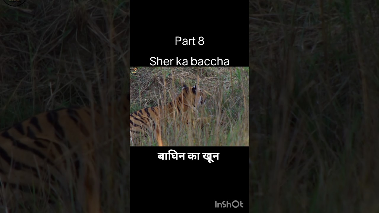बाघिन का खून  (Part 8), 