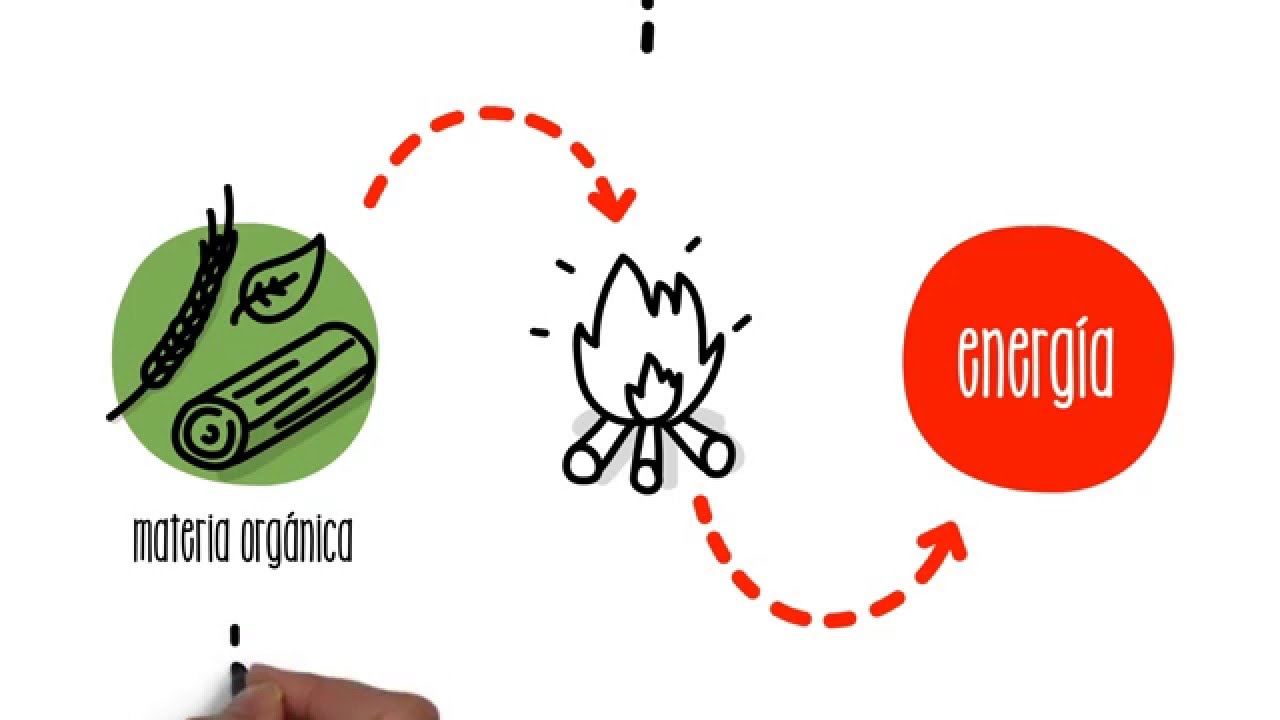 ¿Cómo funciona la biomasa? | ACCIONA