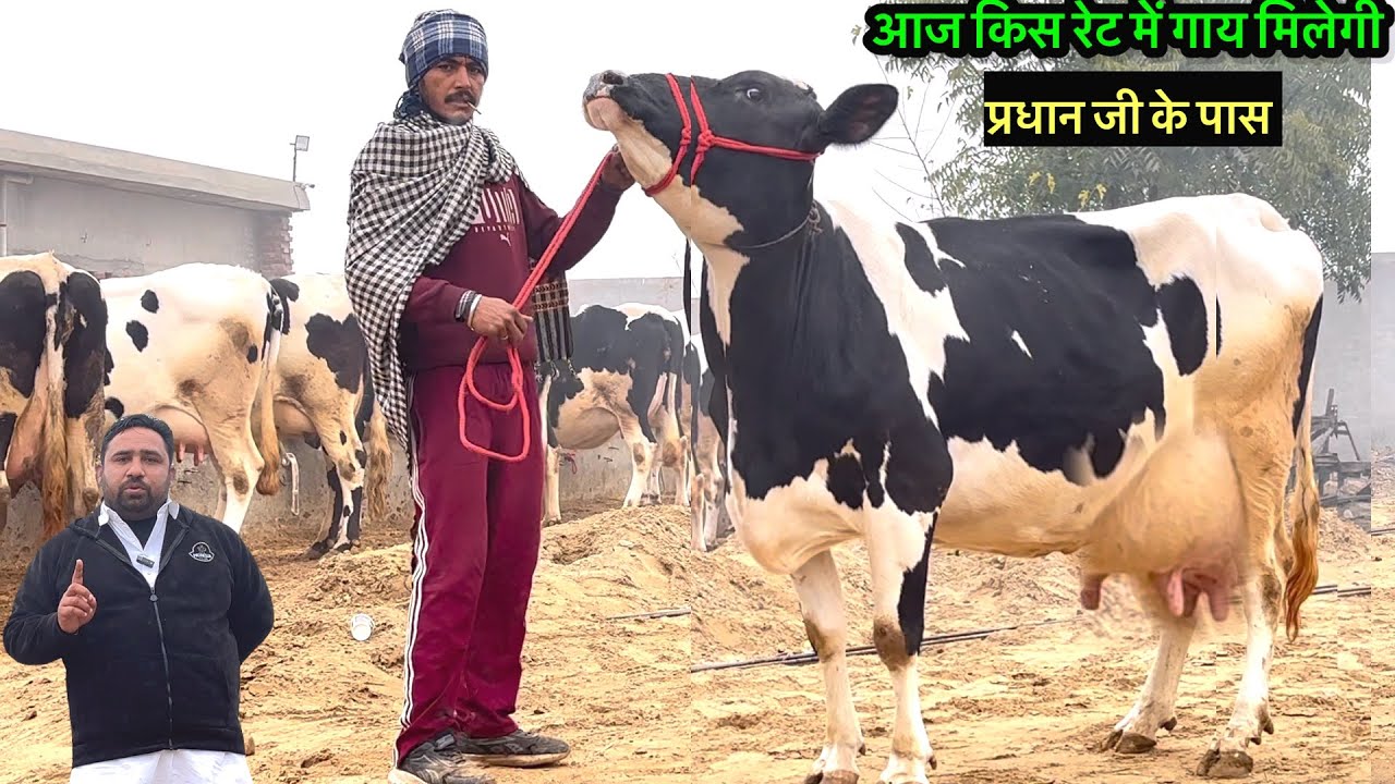 गाय भैंस ना दिला पाए 👌तो आने जाने का किराया देंगें 👍#rajusirsa