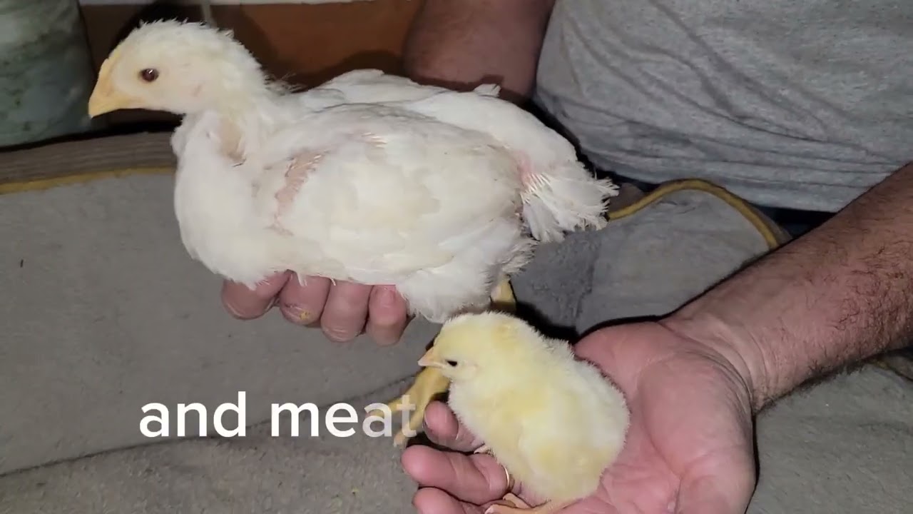 How fast do meat birds grow? #meatbirds #chickens #poppershomestead