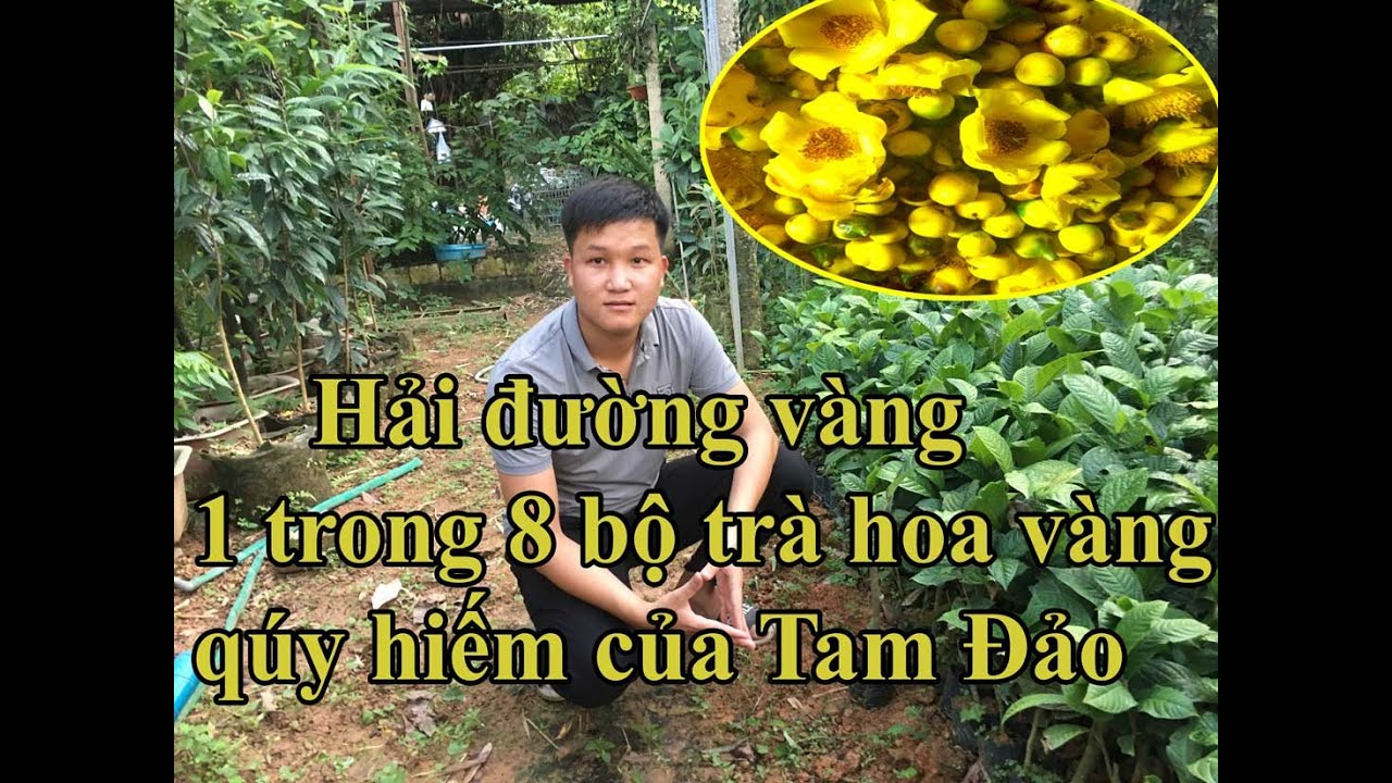 Cây giống Hải Đường Vàng - Trà hoa vàng tienni 0946 301 497