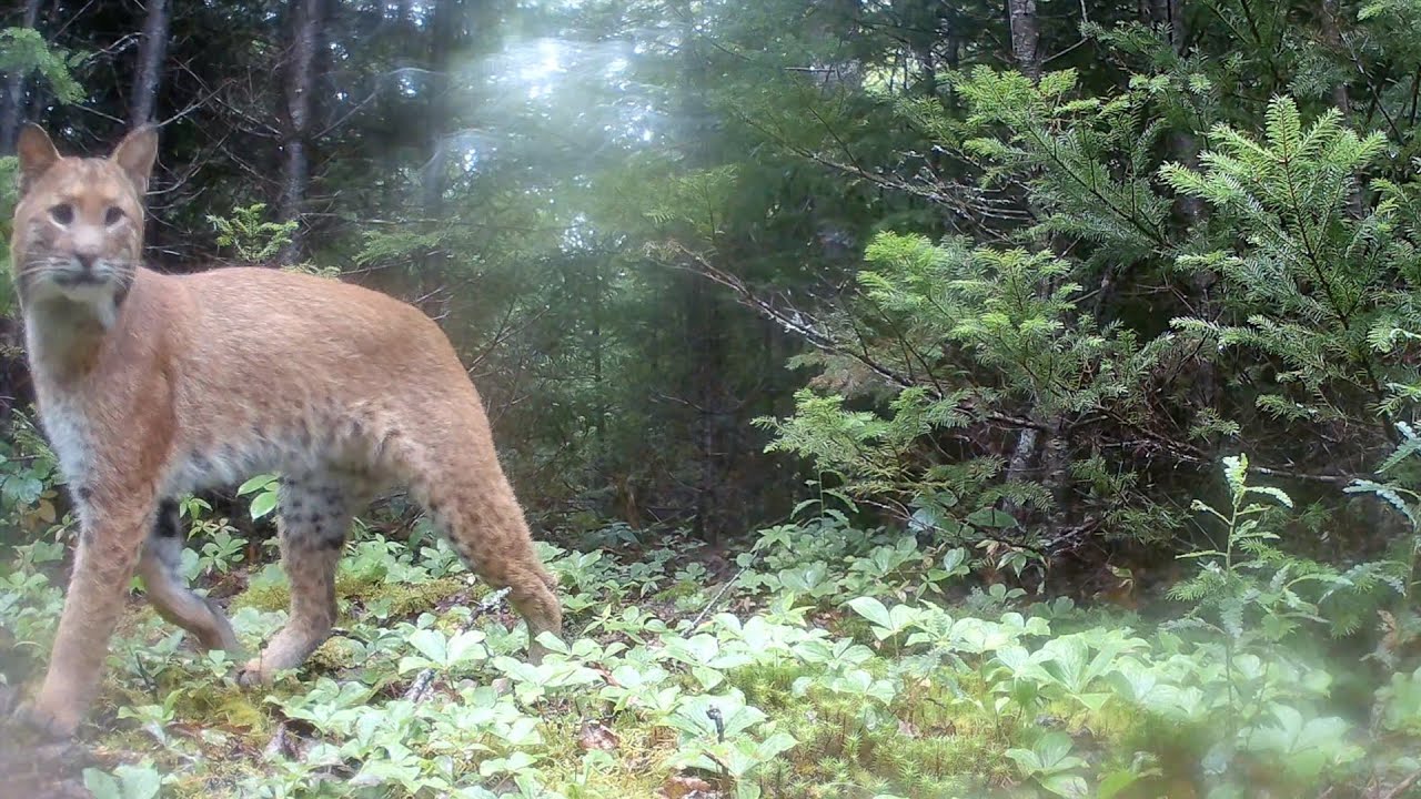Washington County Maine Trail Cameras (August 2024)
