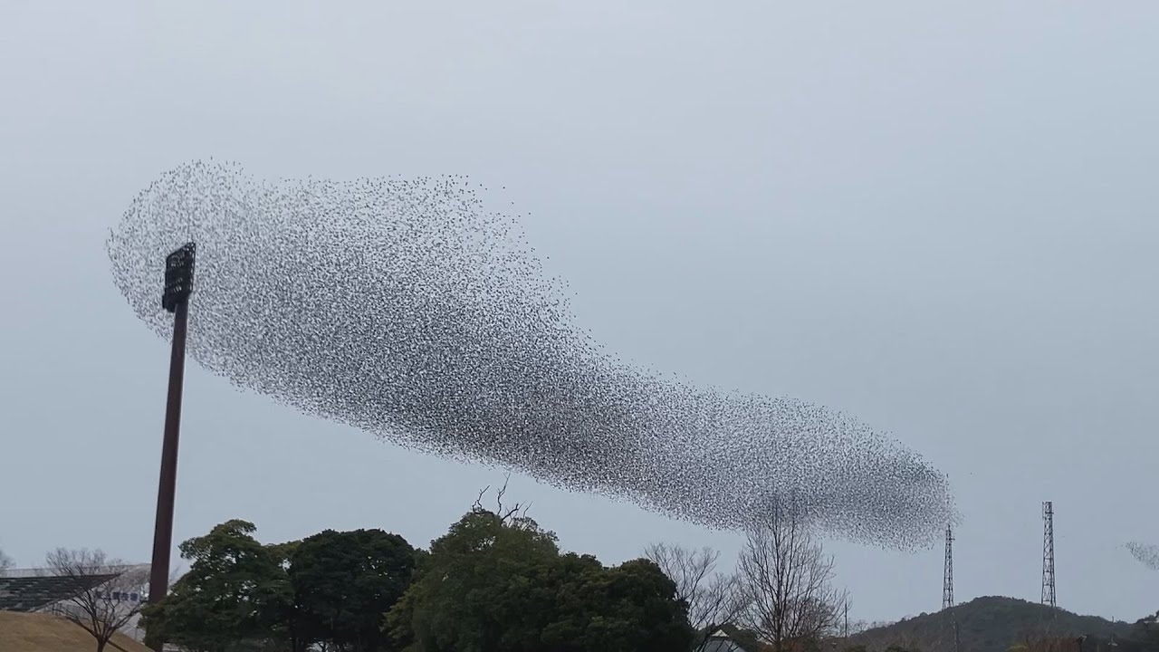 長崎市上空をうねりながら舞う野鳥の大群 目撃情報相次ぐ その正体は？