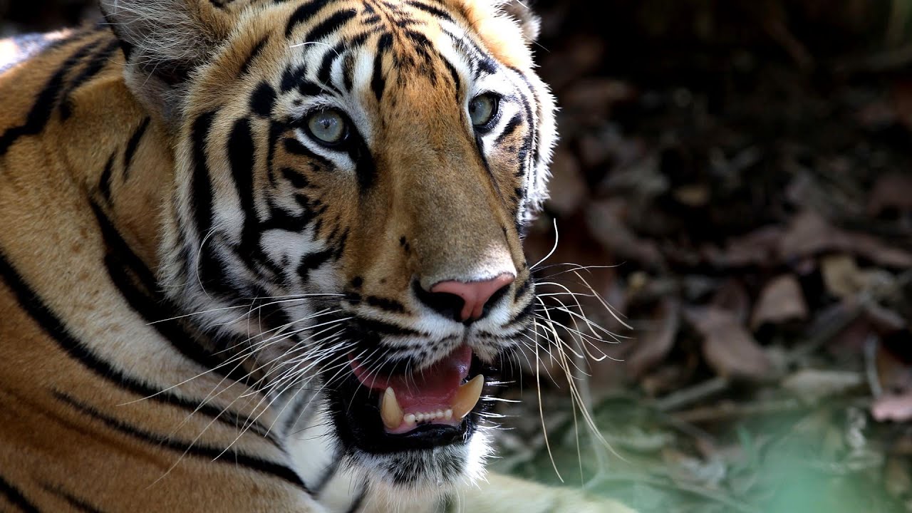 THE OPERATIVES - Season II Trailer