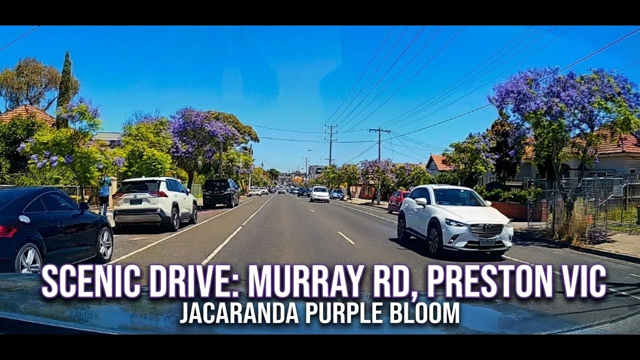 Scenic Drive: Murray Rd, Preston VIC – Jacaranda Purple Bloom
