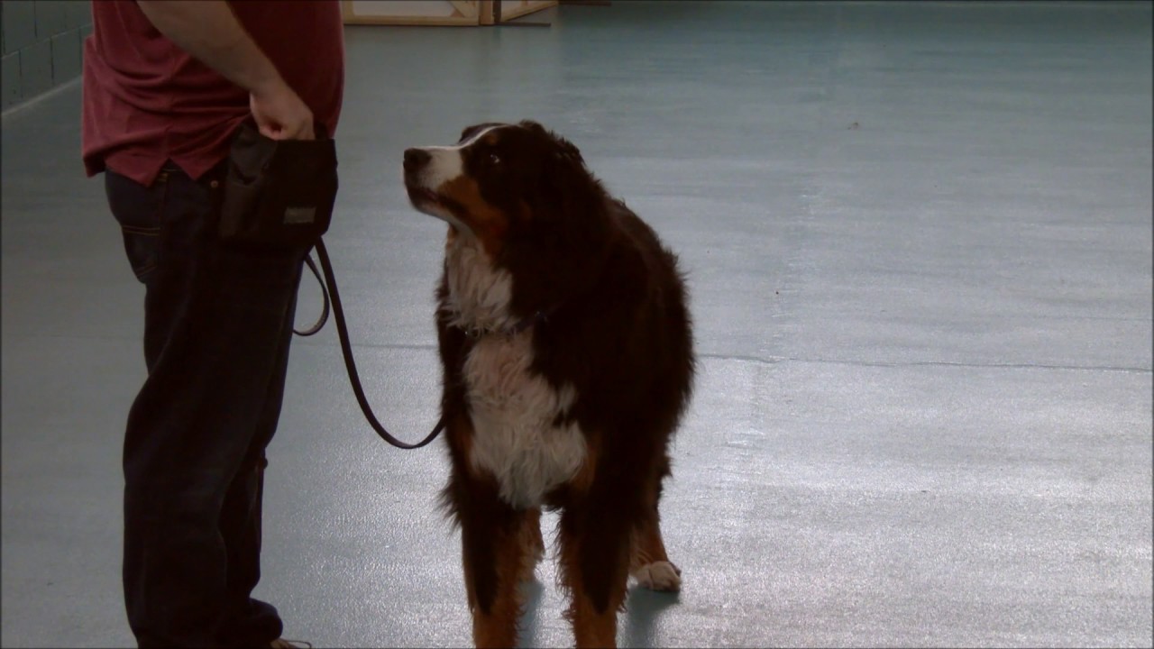 How to Introduce a Clicker and Train your dog to know their name.
