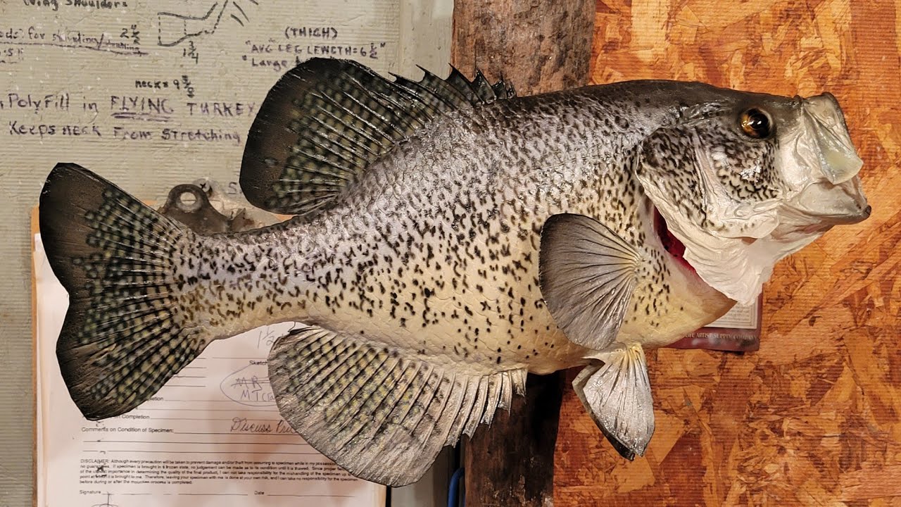 How to Mount a Crappie on a Carved Body