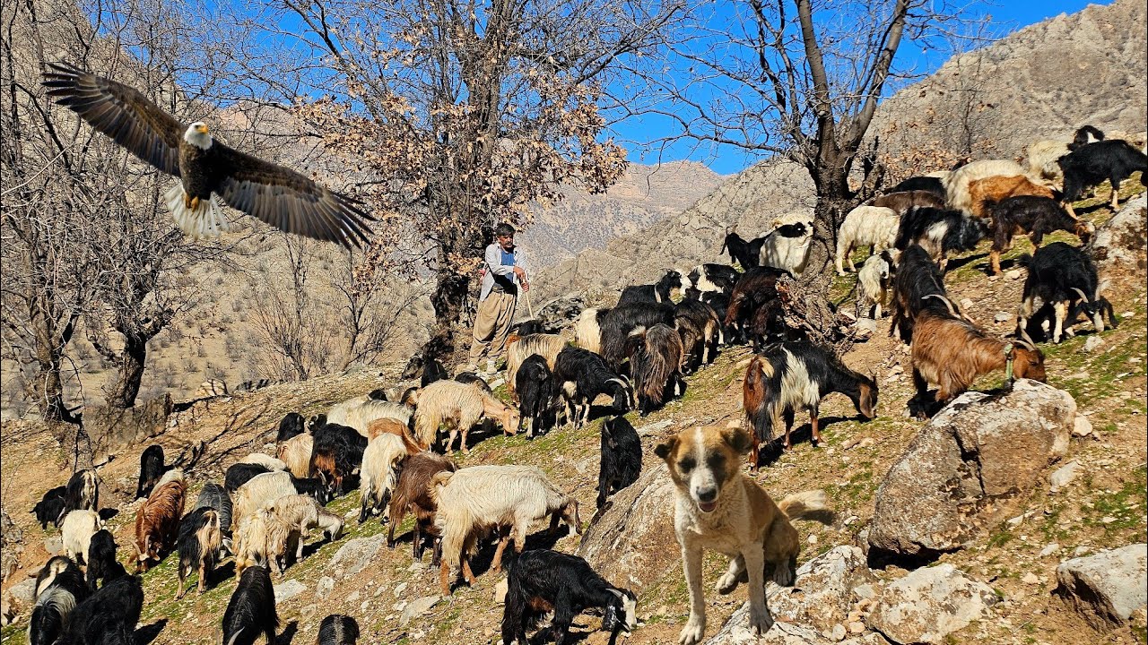 The real life of Zagros shepherds | Taking sheep to the mountains for grazing, fresh grass and oaks