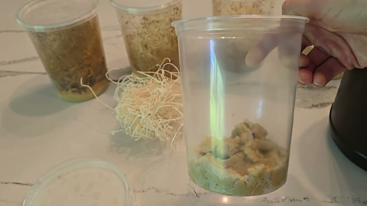 How to make a fruit fly culture #dartfrogs