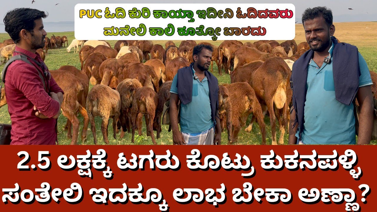 2.5 ಲಕ್ಷಕ್ಕೆ ಮೊನ್ನೆ ಟಗರು ಸೆಲ್ ಆಯ್ತು| ಹಳೇ ಪದ್ಧತಿಯಲ್ಲಿ ಕುರಿ ಮೇಯಿಸೋದೇ ಒಳ್ಳೆದು ಖರ್ಚು ಕಮ್ಮಿ 