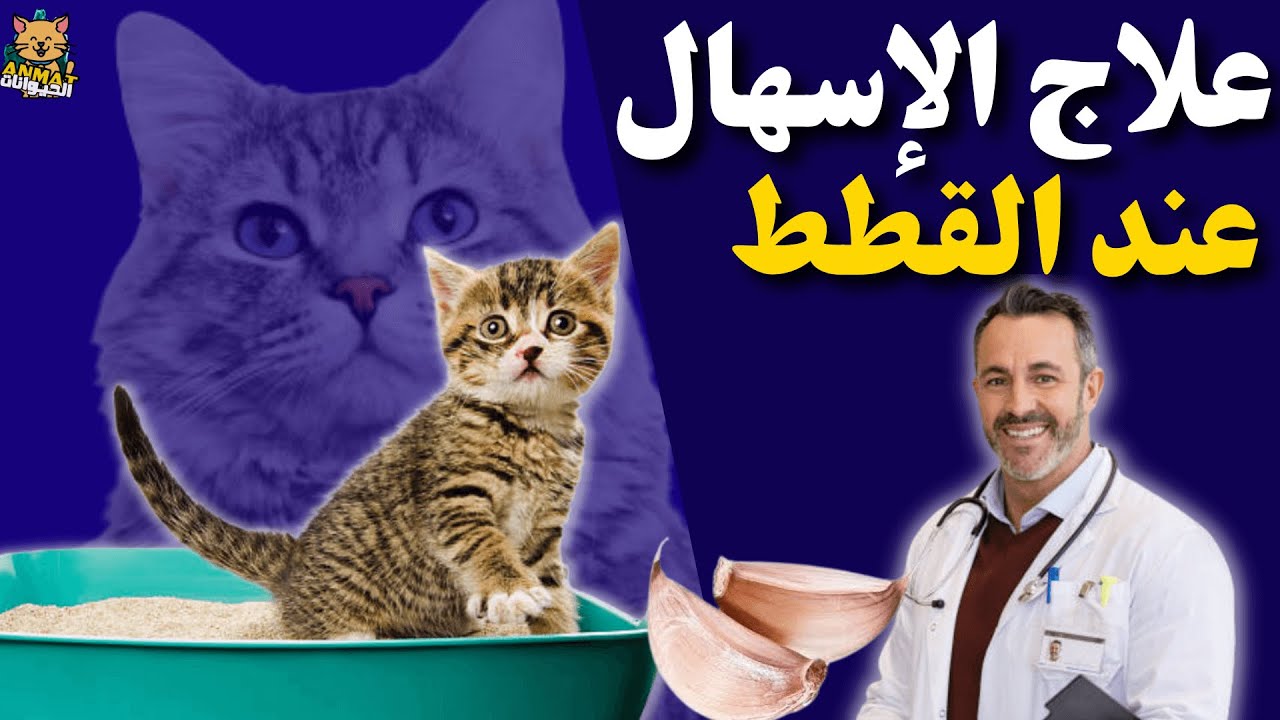 3طرق فعالة لعلاج الإسهال عند القطط في المنزل علاج الاسهال لدى القطط في البيت !