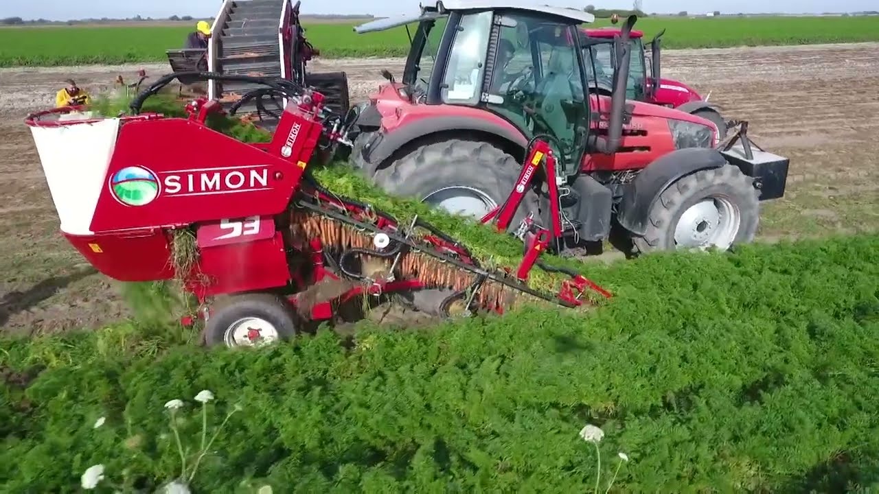 Za NAJBOLJU ŠARGAREPU! Begeč