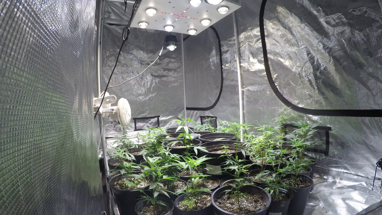 1 WEEK GROWTH TIME LAPSE OPTIC 8+ LEGAL CANNABIS GARDEN