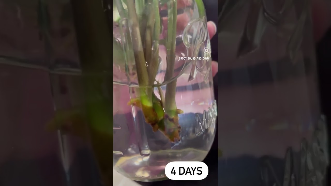 Syngonium Water Propagation Lapse #trending #fyp #growth #roots #plants #propagation #spring #root