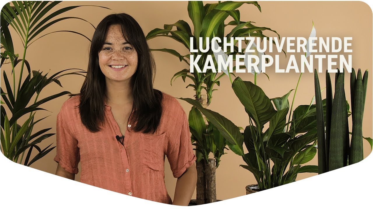 Schone lucht met luchtzuiverende kamerplanten