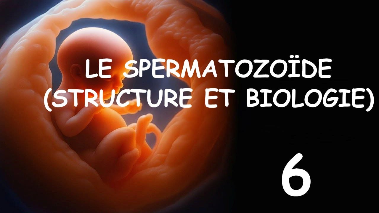 Embryologie (2025) : Le SPERMATOZOÏDE ( STRUCTURE ET BIOLOGIE ) Par Abdellah