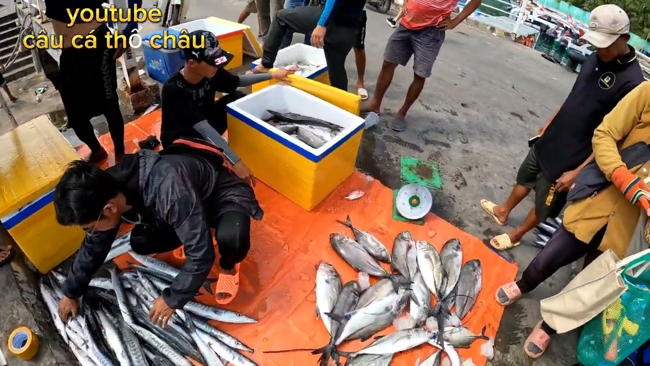 câu cá thổ châu.trúng cá 500kí.cần thủ đem ra chợ bán lẻ từng kí.và kết quả