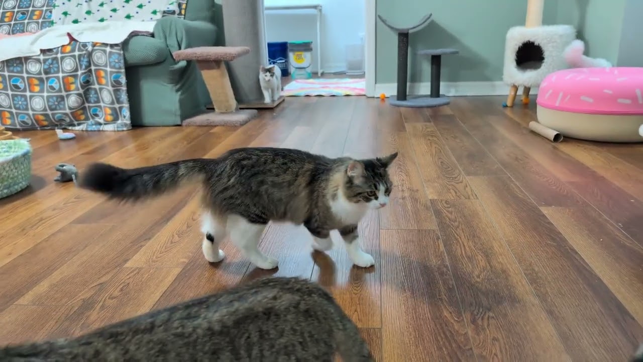 Nightcaps: Tossing toys for the kittens