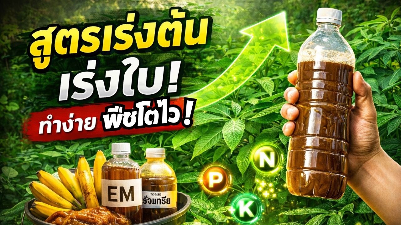 สูตรน้ำหมักเร่งต้นเร่งใบ! ทำง่าย พืชโตไว ลดปุ๋ยเคมี | เกษตรเชิงวิทย์