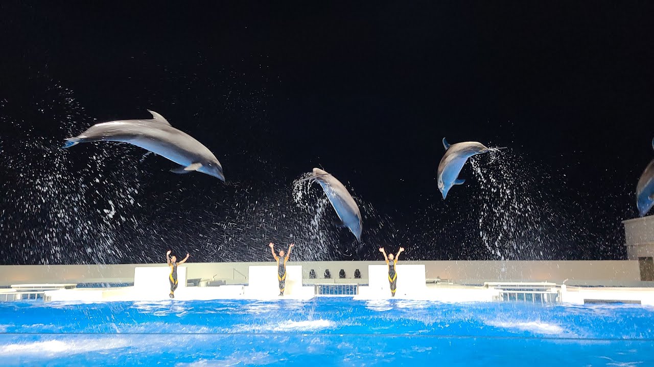 夜空に映えるイルカ！神戸須磨シーワールド 夜のドルフィンパフォーマンス フル動画