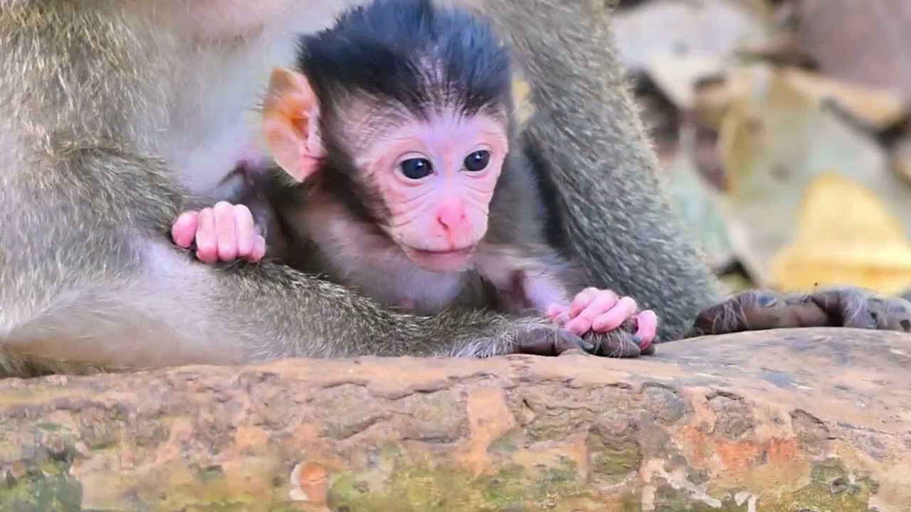 Rose... encourages newborns to walk...SO CUTE MONKEY...!