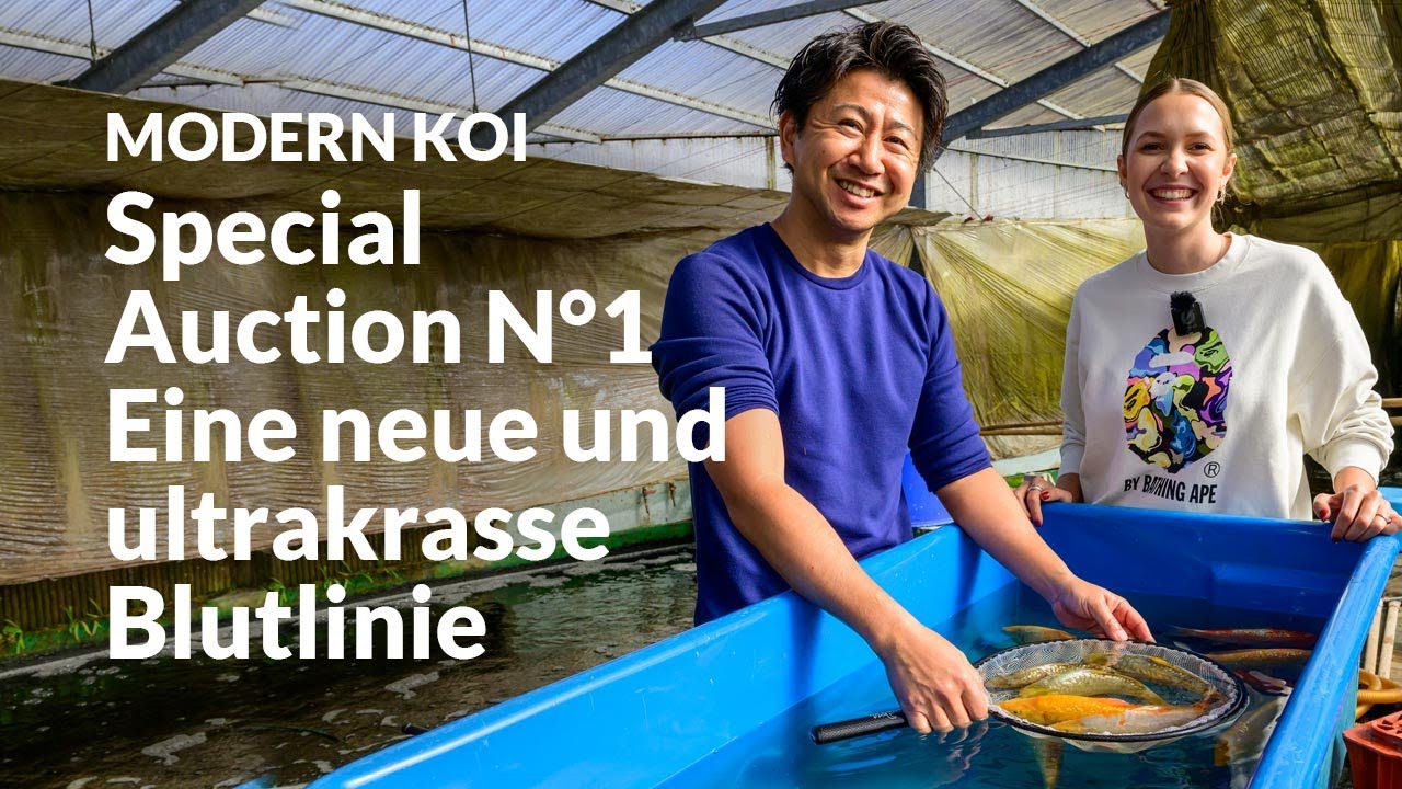 Alle Koi der Special Auction No.1 im Detail erkl&auml;rt | Konishi Koi News