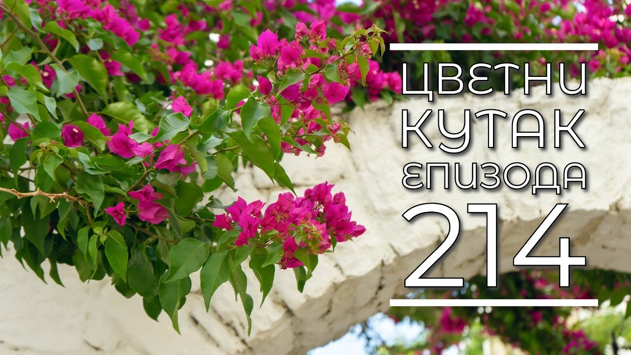 Cvetni kutak ep. 214 14.12.2023. Strelicija, Ljiljana Antić, Dobanovci, Park prijateljstva