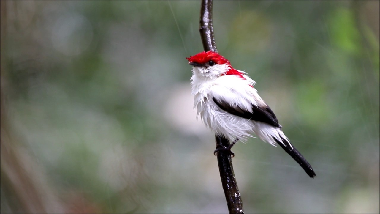 Araripe Manakin - soldadinho-do-araripe - Antilophia bokermanni