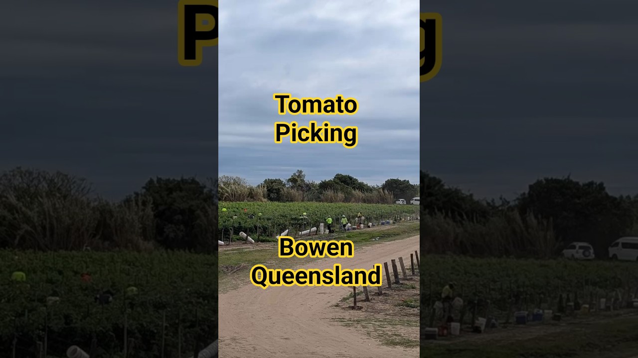 Tomato Picking, Bowen Queensland