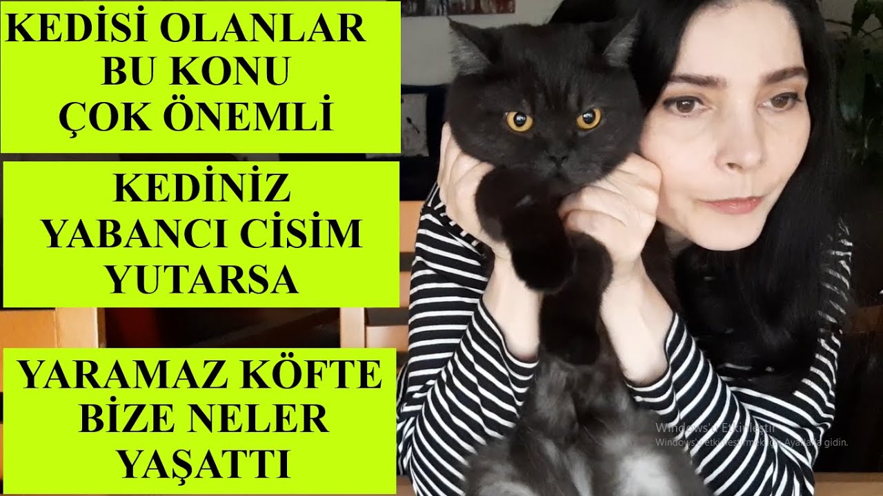 kedilerde yabancı cisim yutma | kedilerde ip yutma | kediler için büyük tehlike | kedi iplik yutarsa
