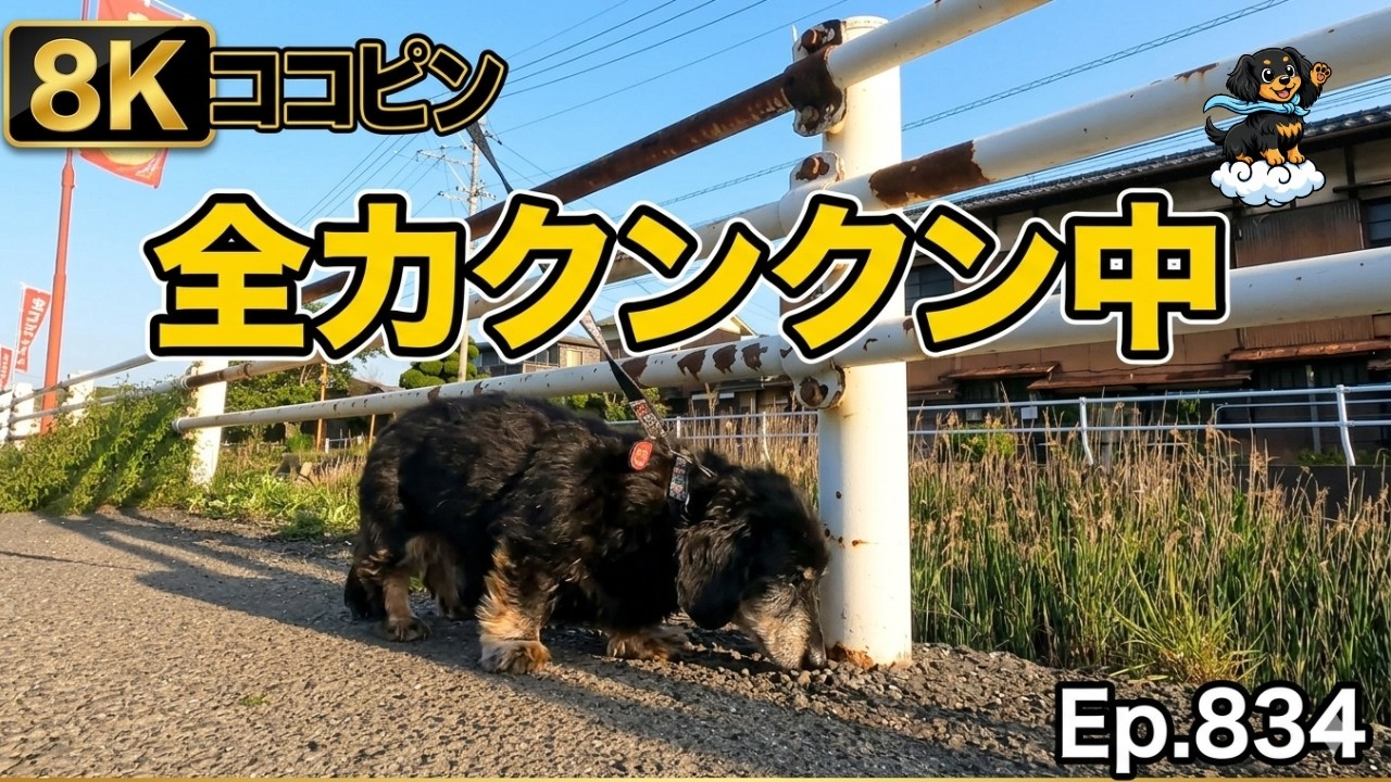 Ep.834【全力クンクン】昼も夜もお散歩パトロール！食欲旺盛なココピンの元気な一日