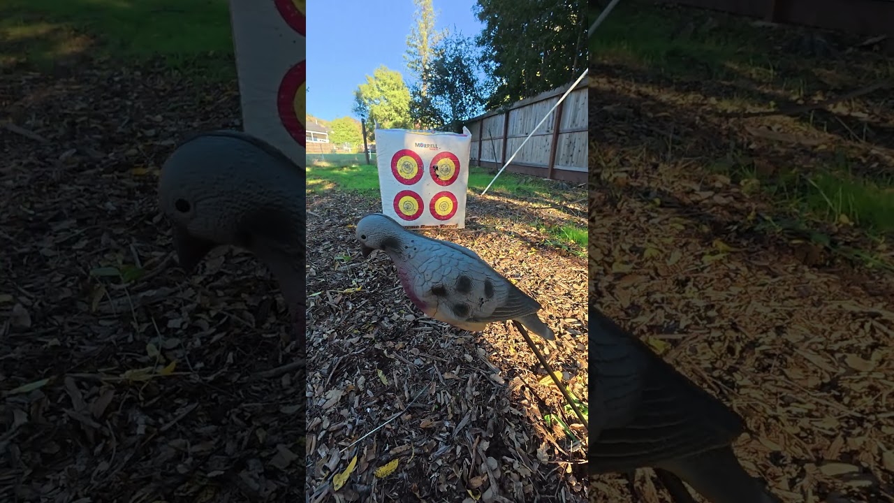 Shrinking Targets Challenge | Archery Precision Test #archery #compoundbow