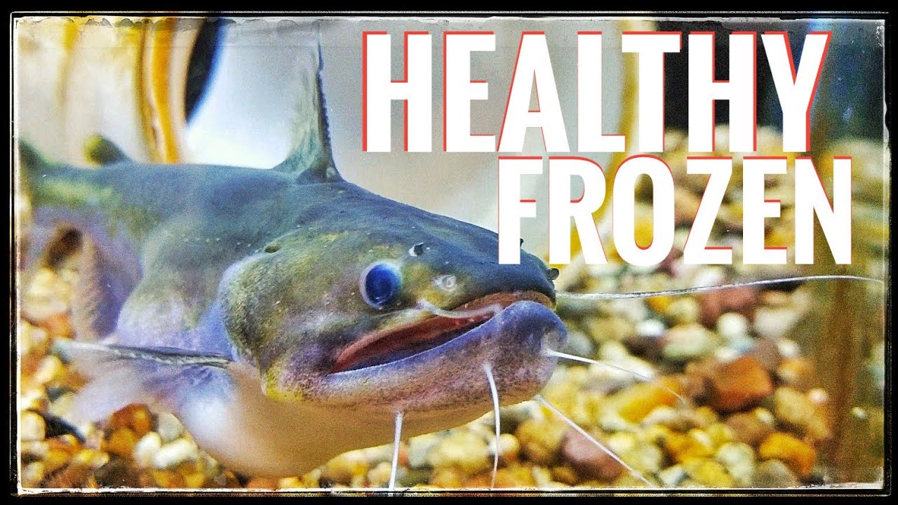 Gulper Catfish: Frozen Food Feedings