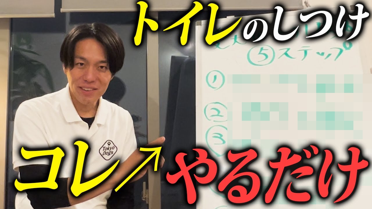 犬のトイレのしつけを絶対に成功させる方法をプロドッグトレーナーが解説