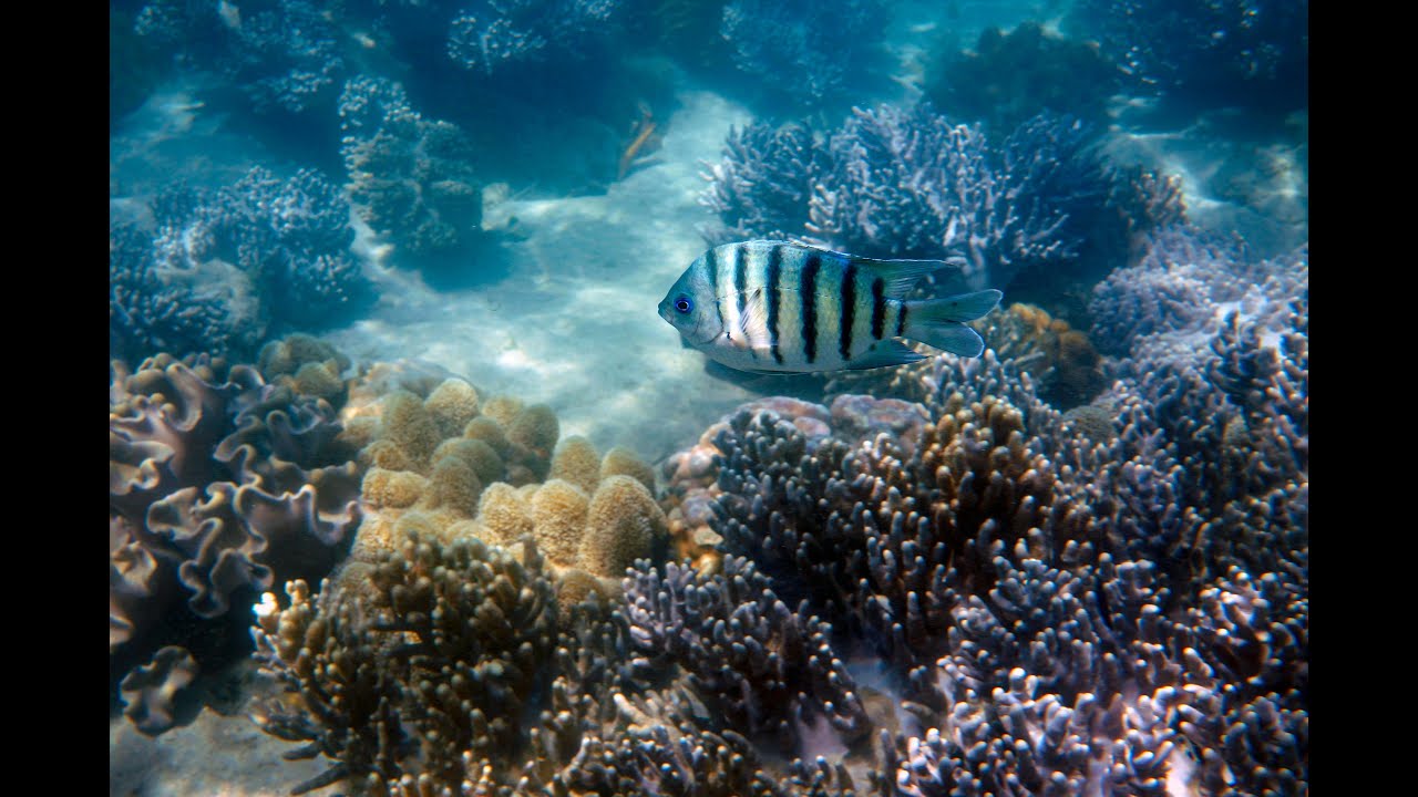 Underwater Ocean Life 4K – Fish Schools  Natural Ocean Sounds
