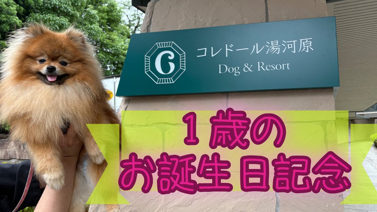 【前編】1歳のお誕生日に、初めてお泊まりしたよ【コレドール湯河原】【ポメラニアン】
