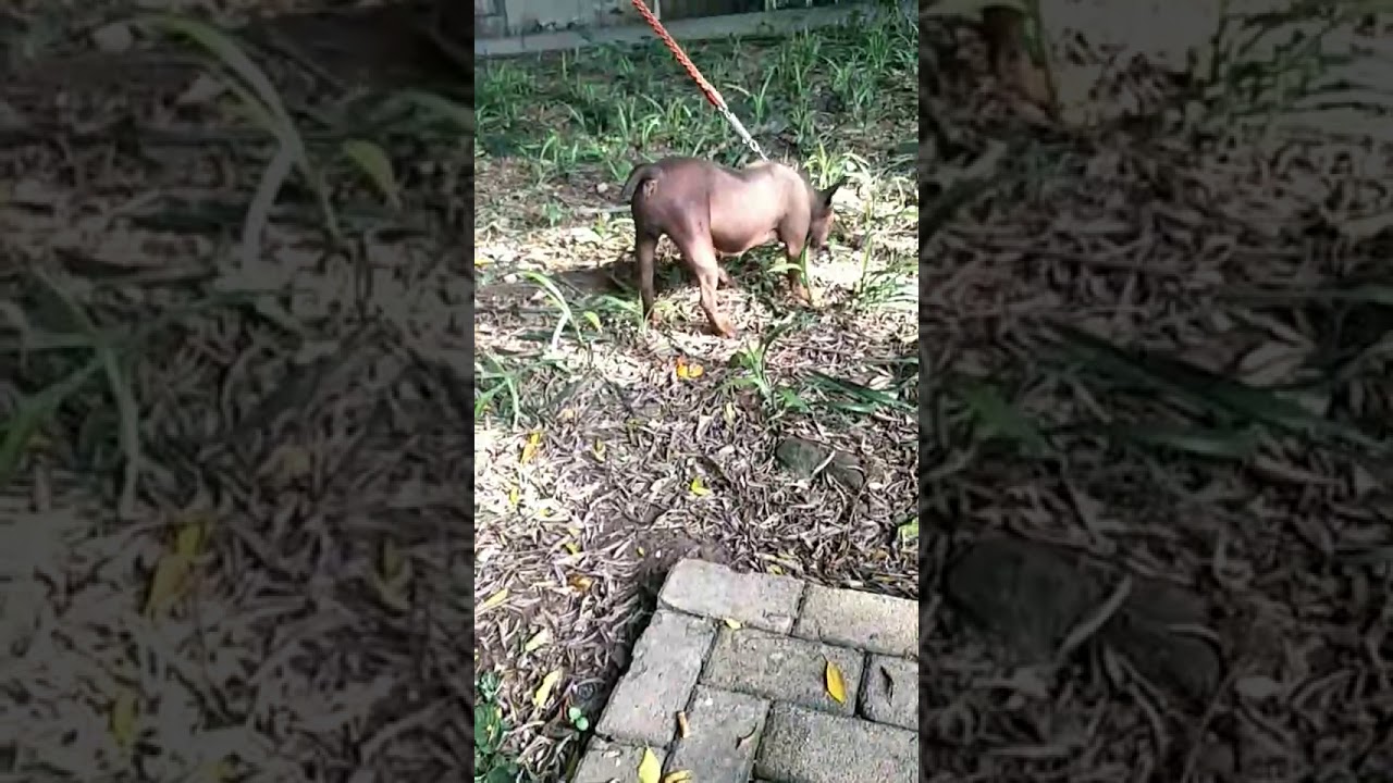 Chongqing dog female in heath