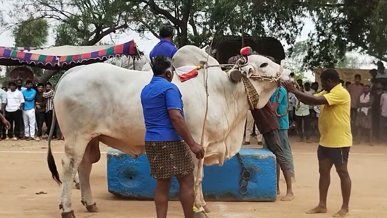 G.P.చౌదరి బుల్స్ 6వ బహుమతి సాధించారు కొండబాలవారిపాలెం గుంటూరు జిల్లా..1423.04*🌼🌼🌼🌼🌼🌼🌼🌼🌼🌼🌼🌼🌼🌼🌼🌼