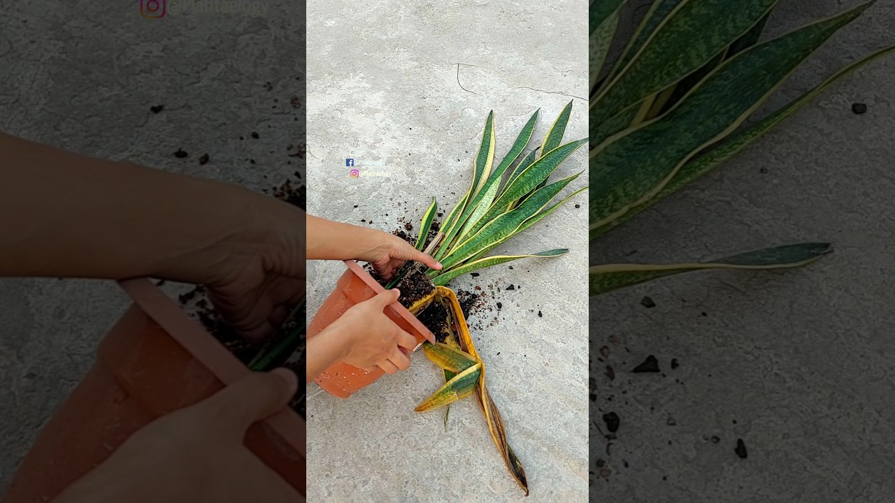 How To Save A Dying Snake Plant// Repot A Snake Plant - Snake Plant Care