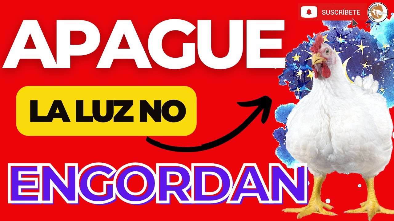 😱LOS POLLOS NO ENGORDAN DEJANDO LA COMIDA TODA LA NOCHE✍🏾