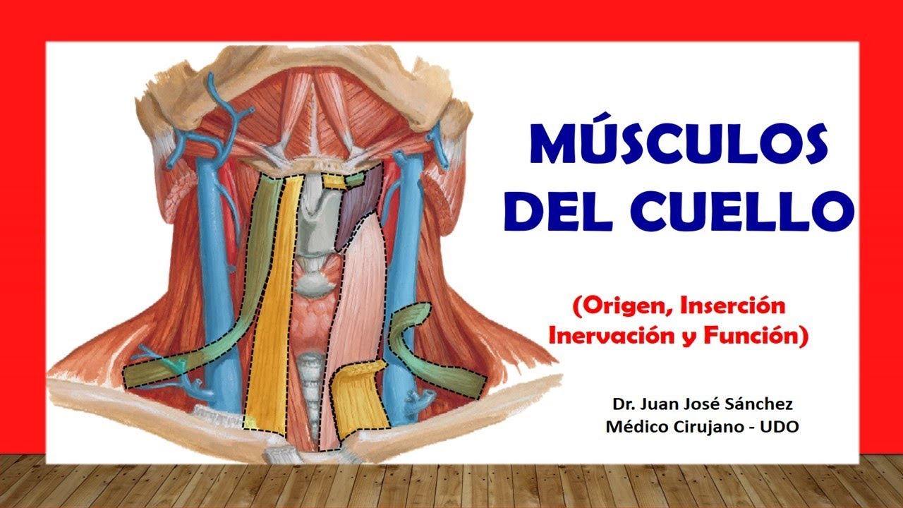 🥇 M&Uacute;SCULOS DEL CUELLO. F&aacute;cil, R&aacute;pido y Sencillo