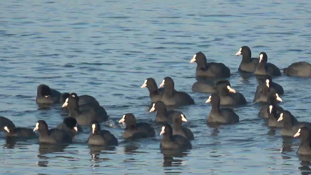 Trib de găinușe pe lacul Ostroveni