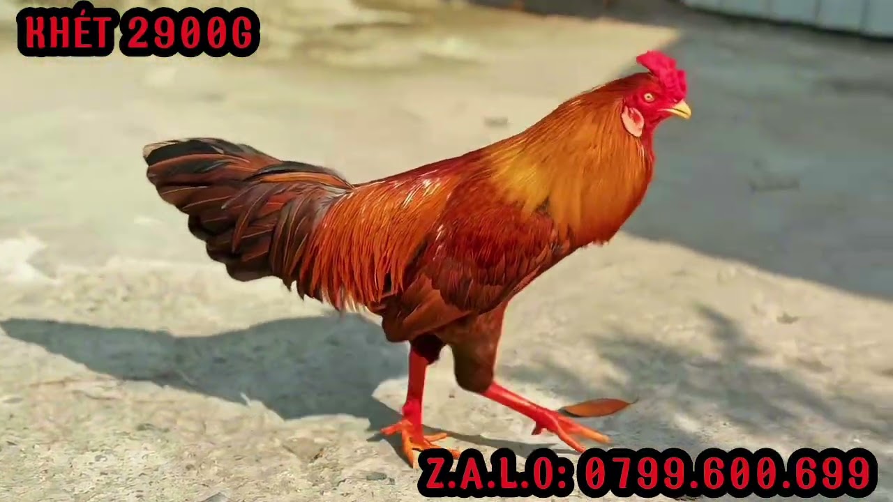 TG - Trần Cường. #top 3 Giỏi (21/1). ALO 0799.600.699