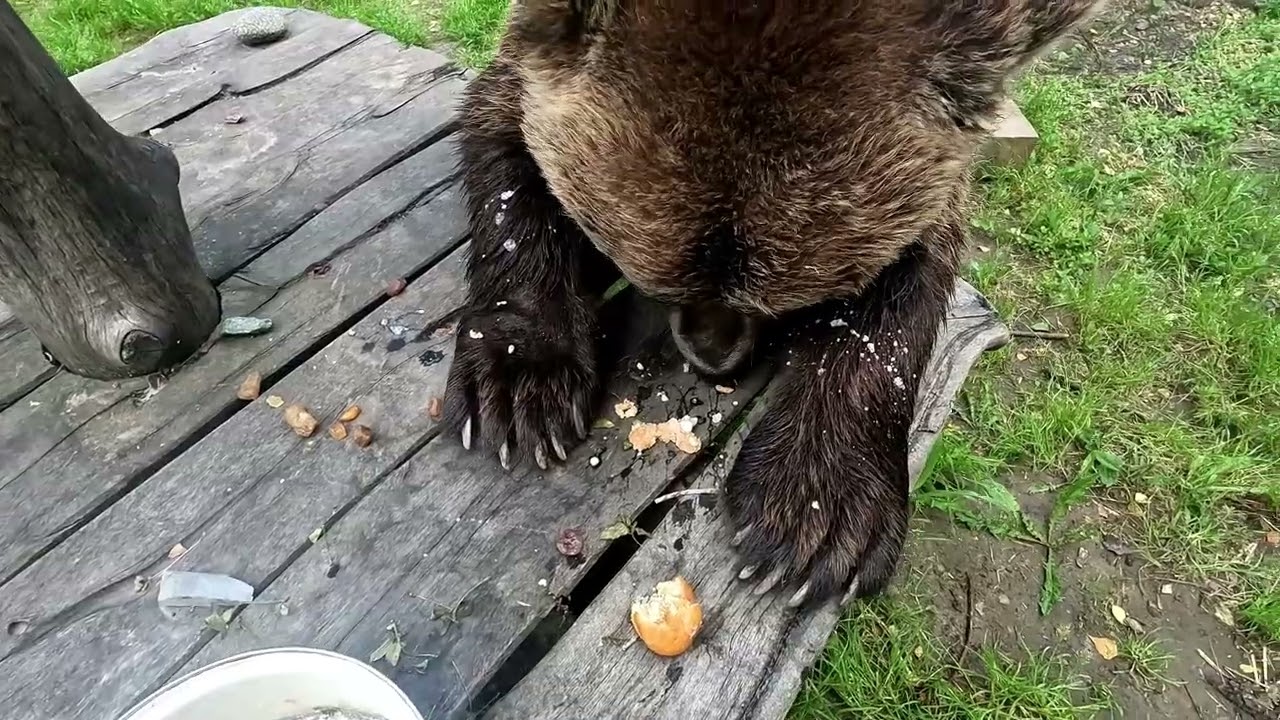Как медведю дать таблетку