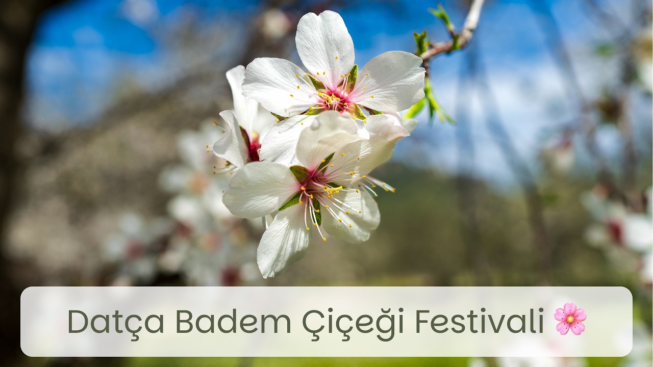 Datça Badem Çiçeği Festivali Rengarenk Geçti 🌸