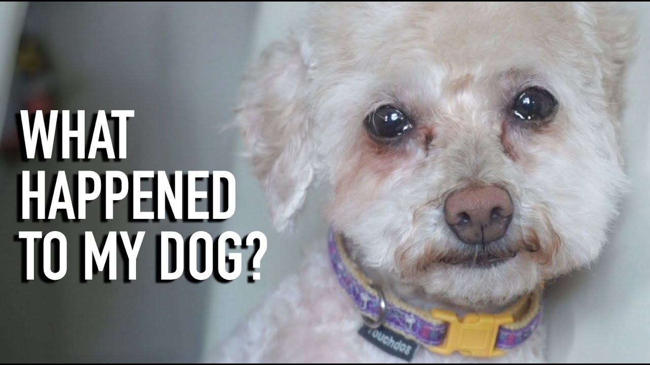THIS DOG ISN'T HAPPY
