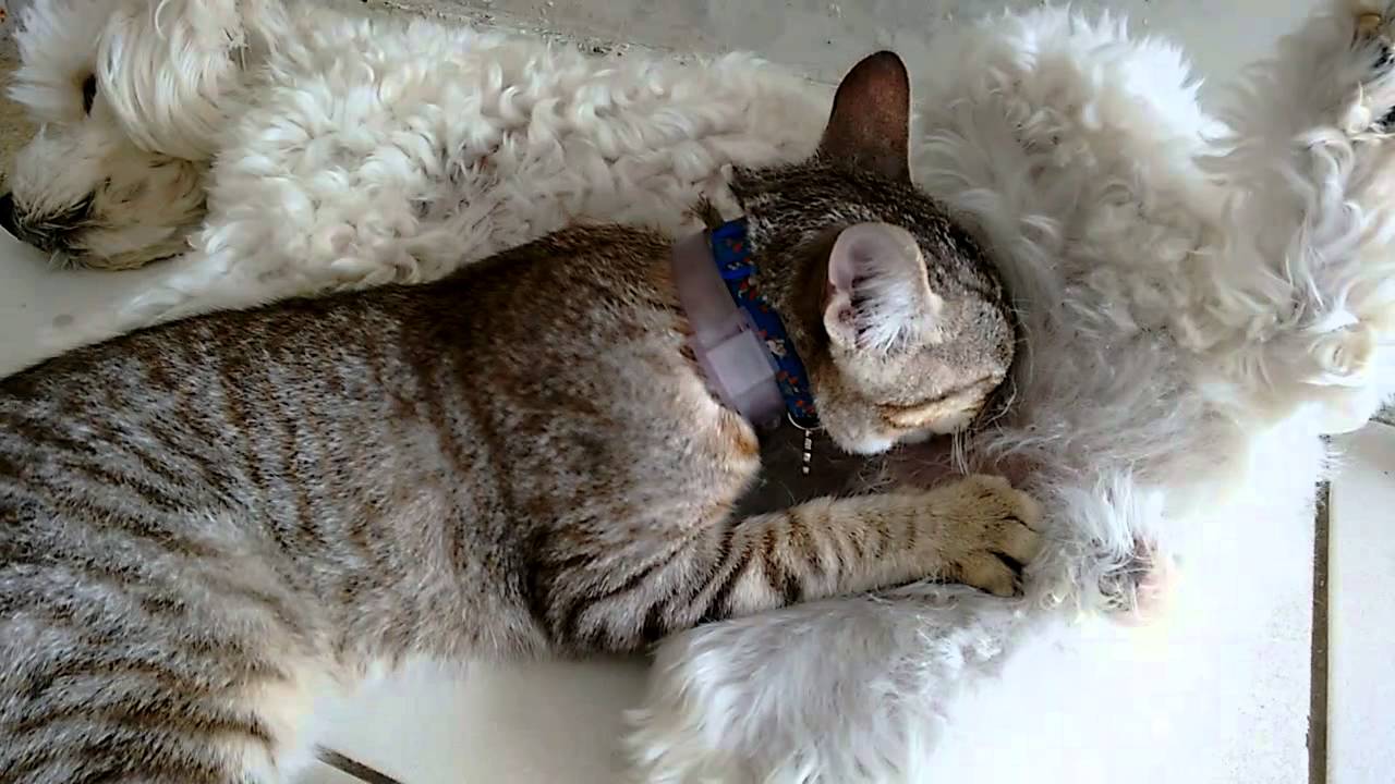 Cadela amamentando gato