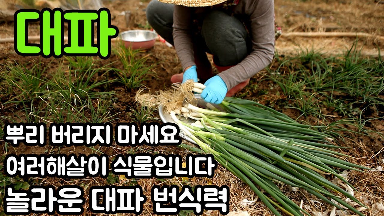 대파뿌리 버리지 마세요🌿한번심어 3년동안 먹을수있어요