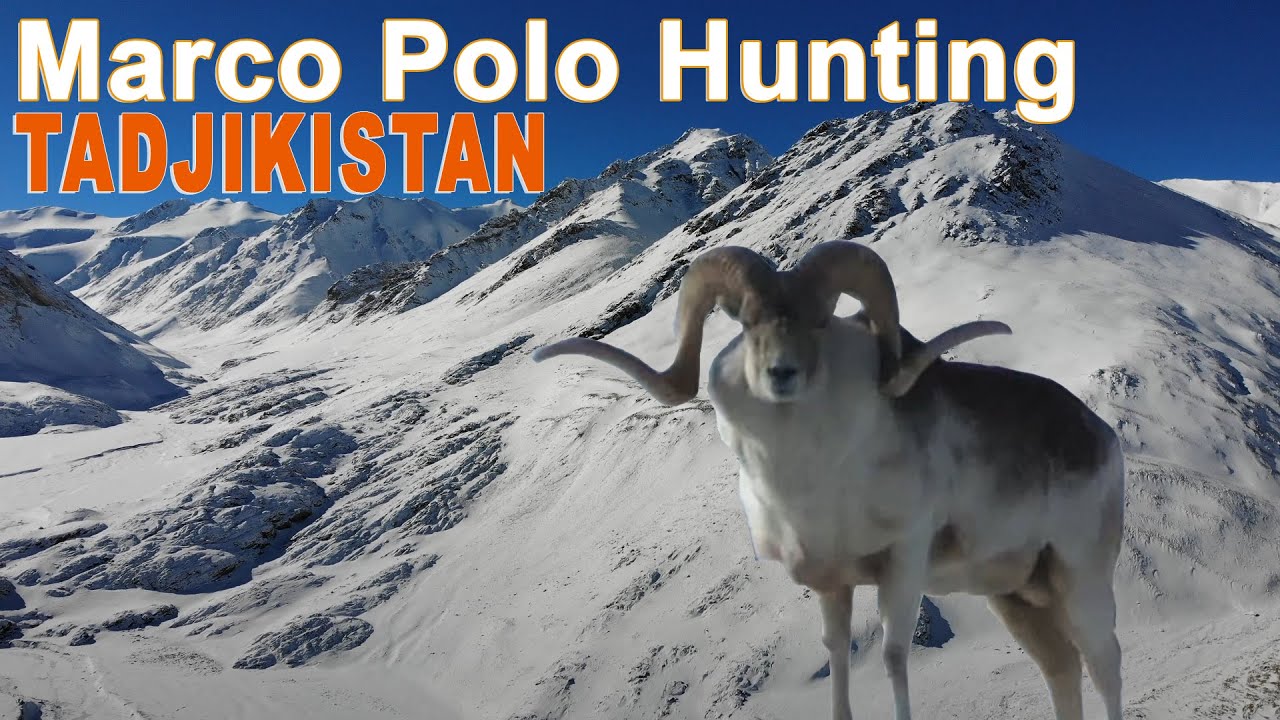 Marco Polo Hunting in Tadjikistan (Chasse Approche Montagne)
