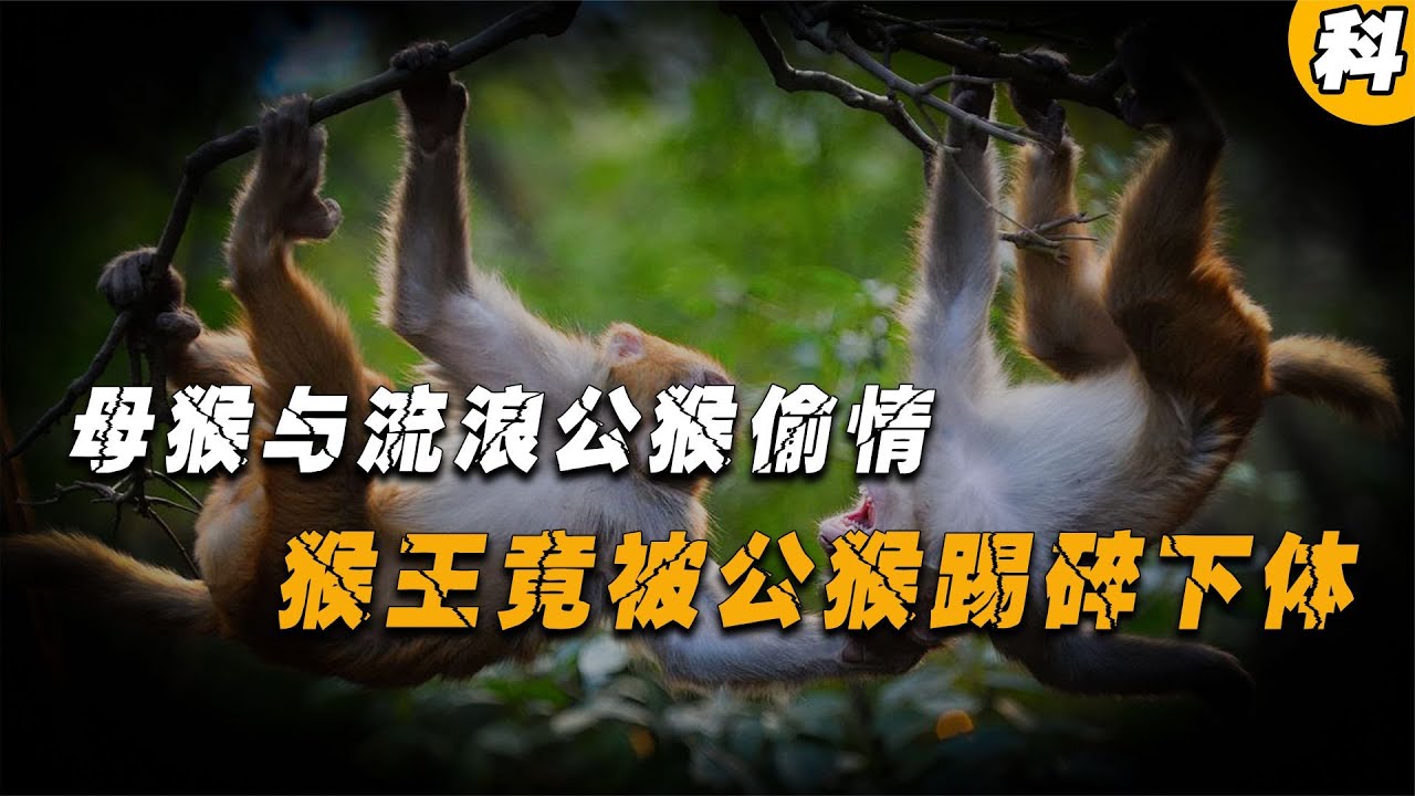 母猴與流浪公猴偷情，猴王竟被公猴踢碎下體，直接變成公公